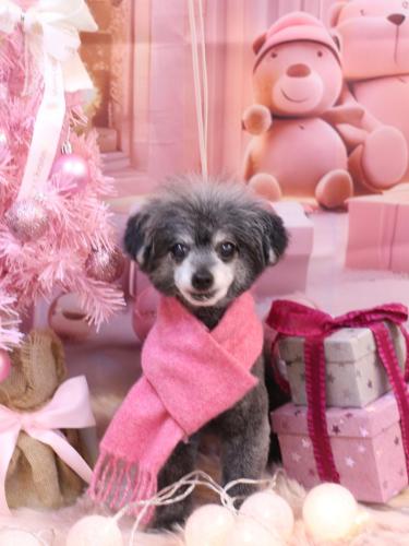 20241228ヒナちゃん